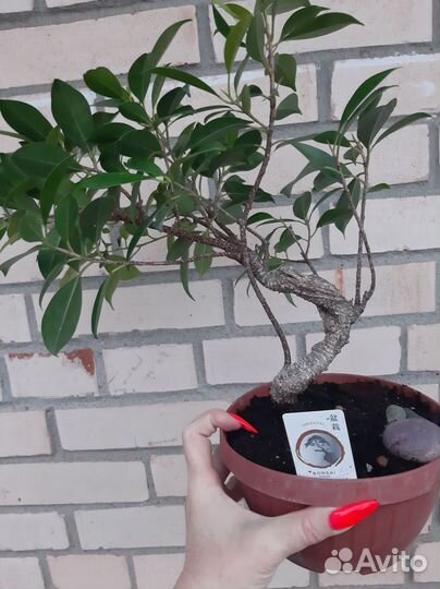 Фикус (микрокарпа) Гинсенг