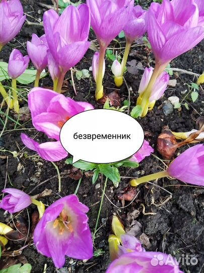 Луковицы безвременника