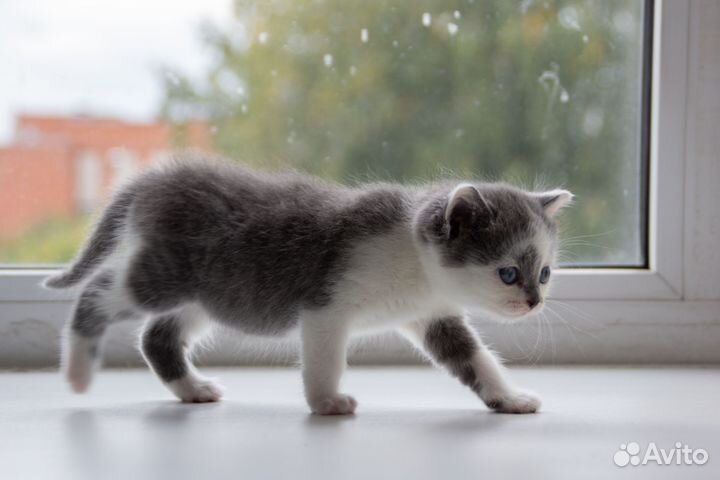Котёнок ищет дом и добрые руки