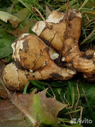 Топинамбур