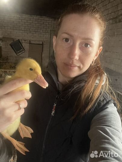 Утята, гусята