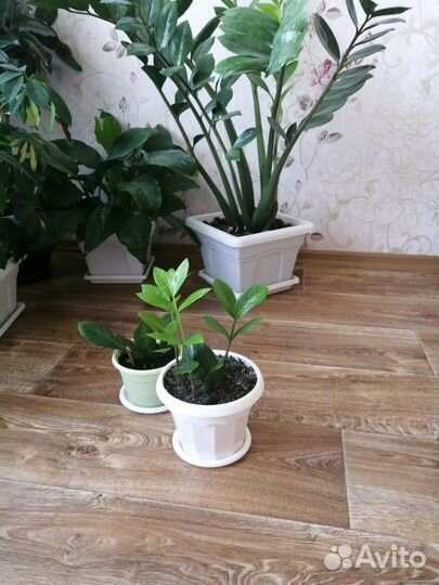 Замиокулькос