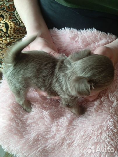Щенки чихуахуа