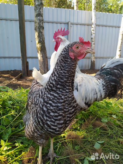 Домашние куриные яйца