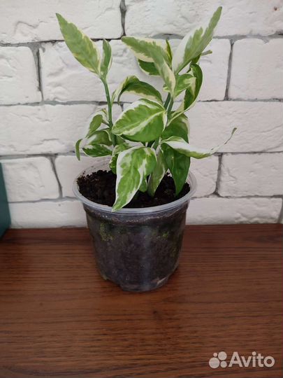 Комнатные цветы