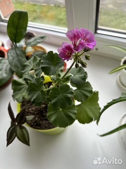 Пеларгония герань