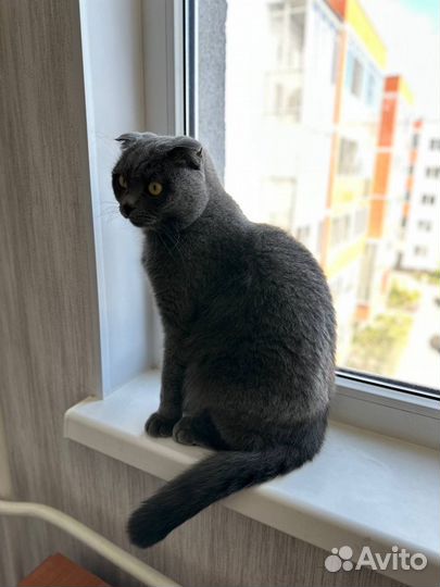 Шотландский кот