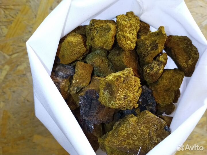 Чага березовая от сборщика