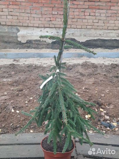 Ель Инверса