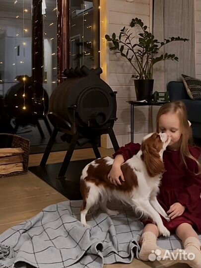 Кавалер Кинг Чарльз Спаниель девочка