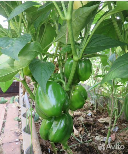 Рассада перцев