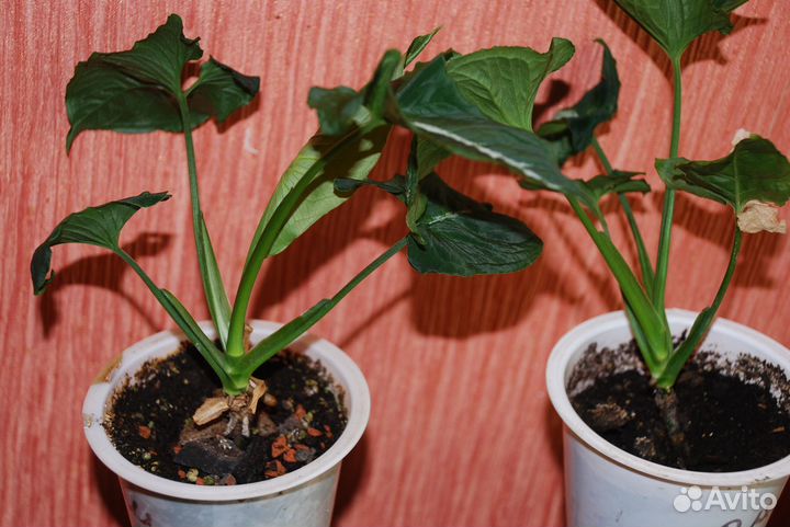 Комнатные сортовые цветы