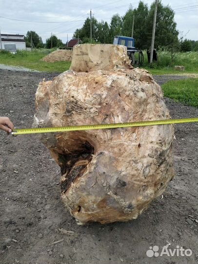 Кап, сувель березовый