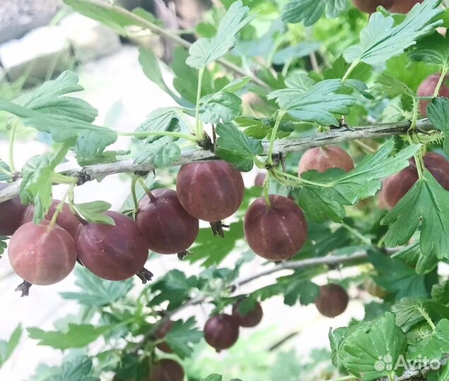 Саженцы Крыжовник Краснославянский 2 года