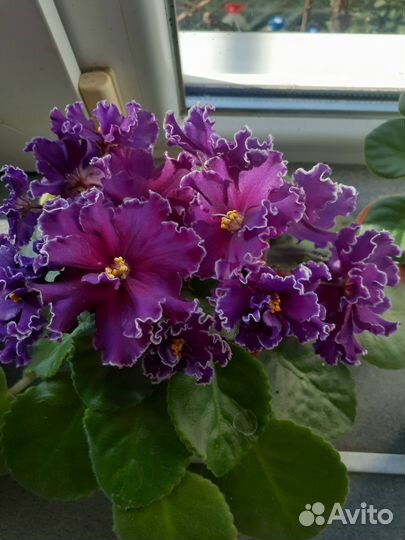 Сортовые фиалки цветущие, детки