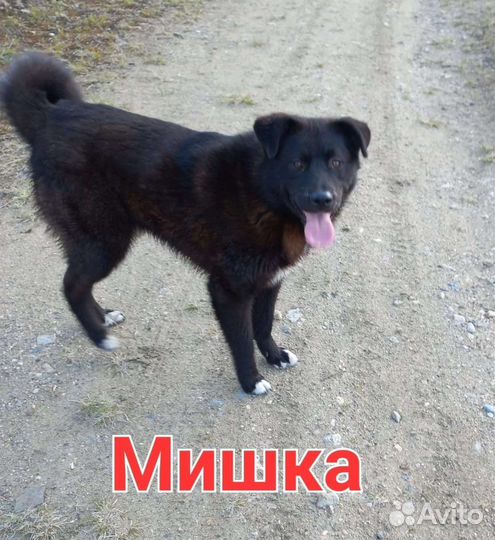 Собака в добрые руки щенок мальчик