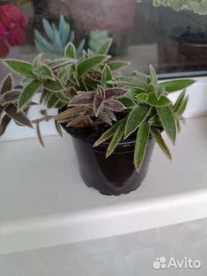 Традисканция Вайлет Хилл цианотис