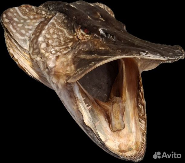 Рыба, чучело щуки