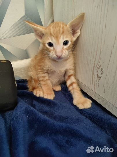 Ориентальные котята