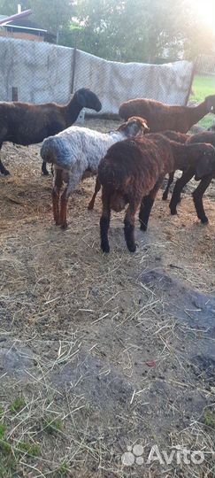 Овцы и бараны