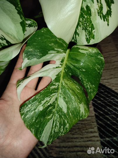 Монстера альба