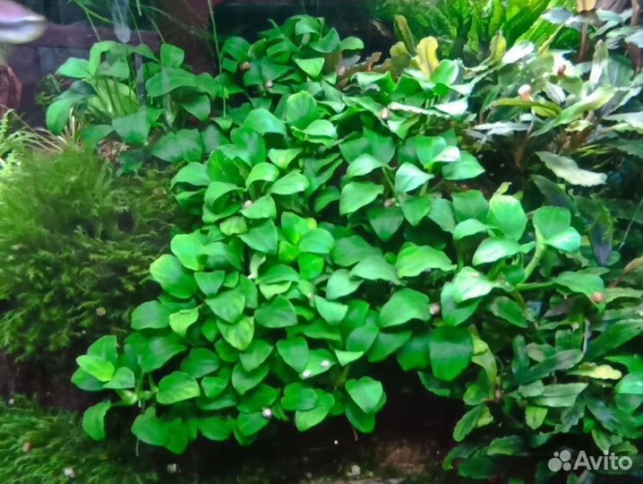 Аквариумные растения