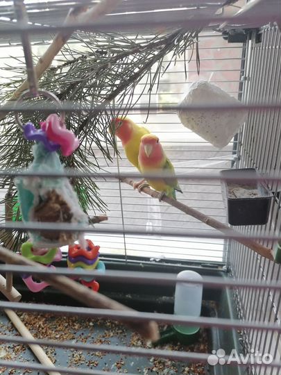 Неразлучникипопугай