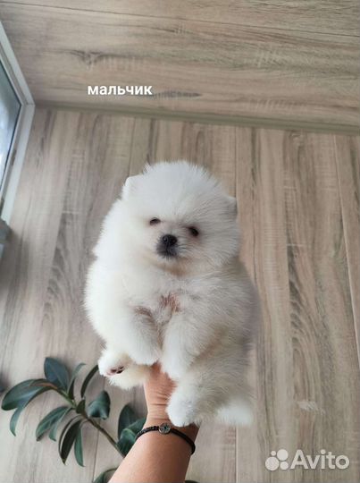 Померанский шпиц медвежьего типа