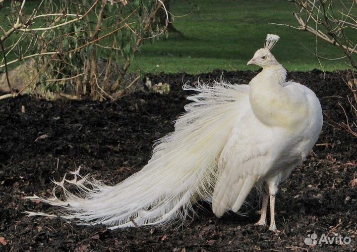 Белый павлин