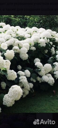 Гортензия древовидная