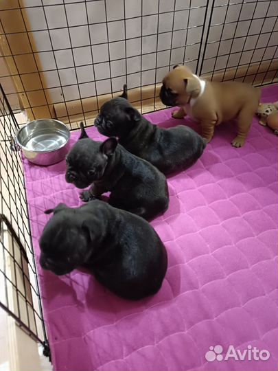 Французский бульдог