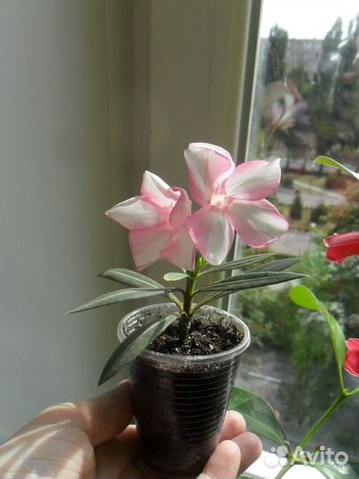 Олеандр Симиэ