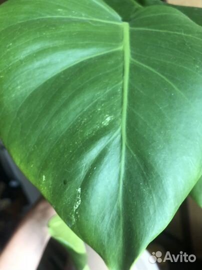 Монстера альба