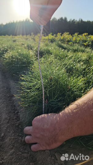 Саженцы ели европейской окс от производителя