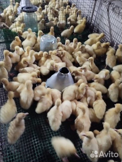 Утята гусята