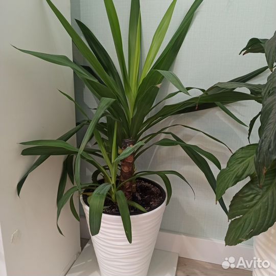 Пальма юкка