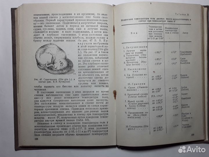 Спячка животных