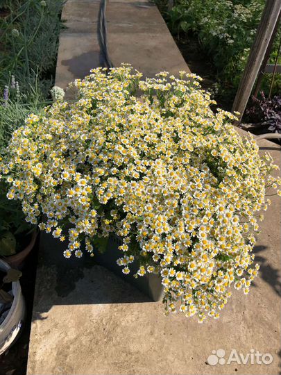 Букет 21 ромашка