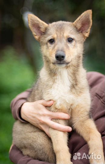 Собаки бесплатно в добрые руки