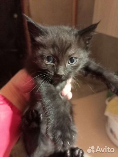 Кошка в дар