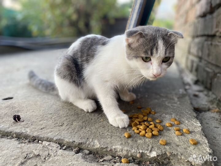 Кошка/ котенок бесплатно