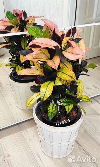 Кротоны (Кодиеум) ассорти