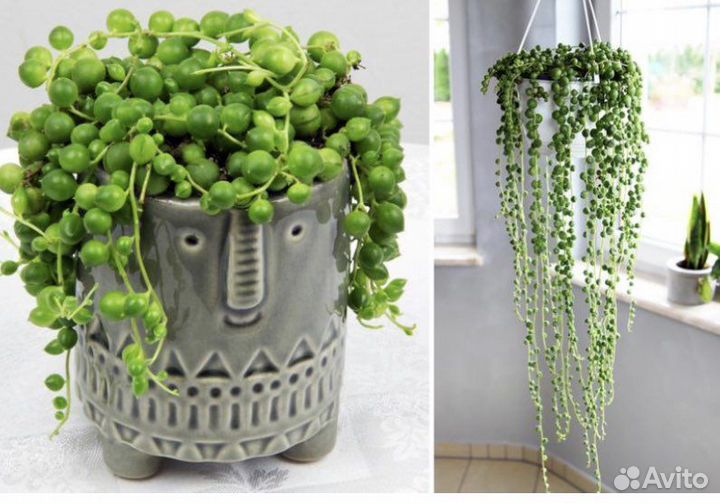 Крестовник Сенецио Роули