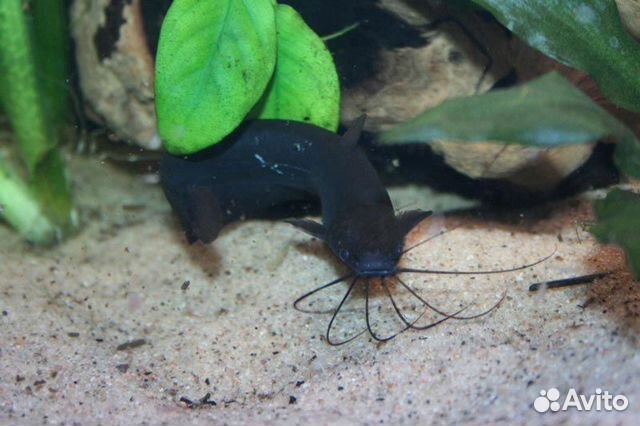 Аквариумные рыбки сомики