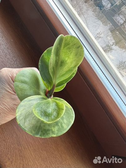 Пеперомия туполистная вариегатная