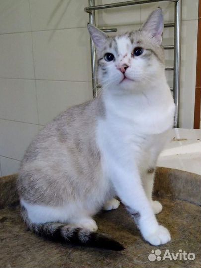 Котик в добрые руки