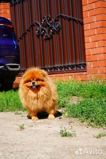 Немецкий шпиц медведь