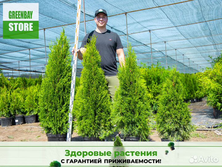 Туи смарагд 1,2 м свежая копка 2023