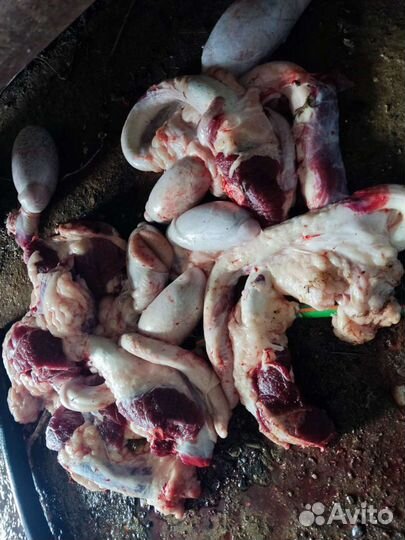 Мясо говядина для собак