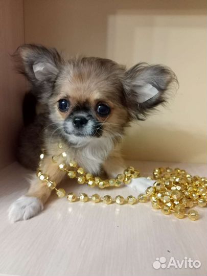 Мини мини эксклюзив